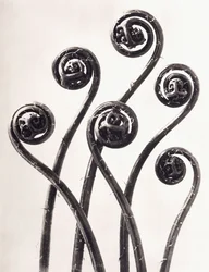 Adiantum Pedatum - American Maidenhair Fern, Young roll-up frondes Enlarged Oito vezes