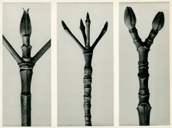 Cornus Nuttallii, 1929 (fotogravura)