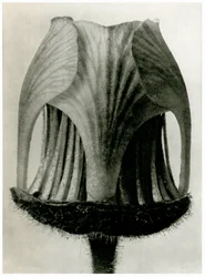 Geum Rivale. 1929 (fotogravação)