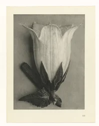Estudos Fitossanitários
Arquétipos de Arte: Imagens de plantas fotográficas (título da série)