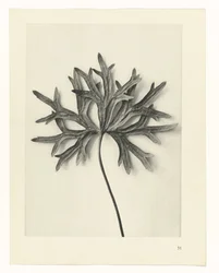Estudos Fitossanitários
Arquétipos de Arte: Imagens de plantas fotográficas (título da série)