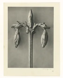 Estudos de plantas Arquétipos de arte: imagens fotográficas de plantas (título da série)