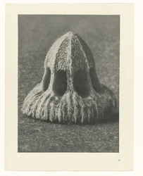 Estudos de plantas Arquétipos de arte: imagens fotográficas de plantas (título da série)