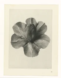 Estudos de plantas Arquétipos de arte: imagens fotográficas de plantas (título da série)