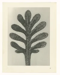Estudos de plantas Arquétipos de arte: imagens fotográficas de plantas (título da série)