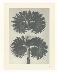 Estudo das plantas
Arquétipos de Arte (título da série)