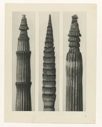Estudo das plantas
Arquétipos de Arte (título da série)