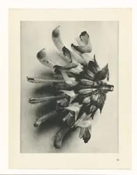Estudo das plantas
Arquétipos de Arte (título da série)