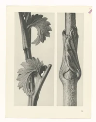 Estudo das plantas
Arquétipos de Arte (título da série)