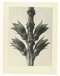 Estudo das plantas
Arquétipos de Arte (título da série)