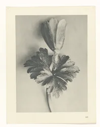 Estudo das plantas
Arquétipos de Arte (título da série)