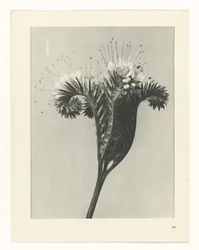 Estudo das plantas
Arquétipos de Arte (título da série)