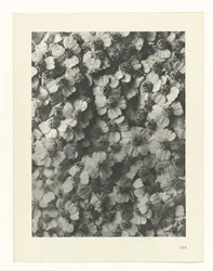 Estudo das plantas
Arquétipos de Arte (título da série)