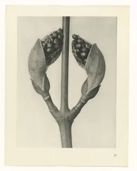 Estudo das plantas
Arquétipos de Arte (título da série)