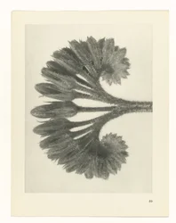 Estudo das plantas
Arquétipos de Arte (título da série)