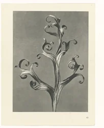 Estudo das plantas
Arquétipos de Arte (título da série)