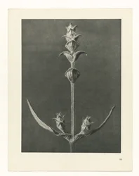 Estudo das plantas
Arquétipos de Arte (título da série)