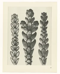 Estudo das plantas
Arquétipos de Arte (título da série)