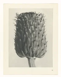 Estudo das plantas
Arquétipos de Arte (título da série)