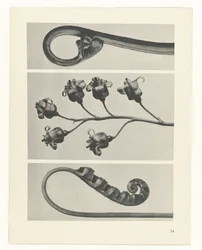 Estudo das plantas
Arquétipos de Arte (título da série)