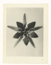 Estudo das plantas
Arquétipos de Arte (título da série)
