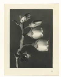 Estudo das plantas
Arquétipos de Arte (título da série)