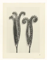Estudo das plantas
Arquétipos de Arte (título da série)