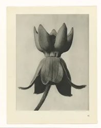 Estudo das plantas
Arquétipos de Arte (título da série)