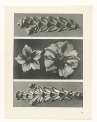 Estudo das plantas
Arquétipos de Arte (título da série)