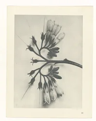 Estudo das plantas
Arquétipos de Arte (título da série)