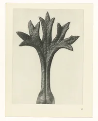 Estudo das plantas
Arquétipos de Arte (título da série)