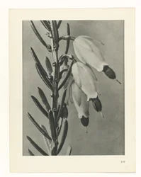 Estudo das plantas
Arquétipos de Arte (título da série)