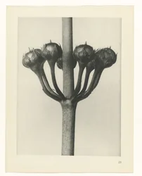 Estudo das plantas
Arquétipos de Arte (título da série)