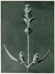 Salvia, 1929 (fotogravação)