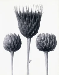 Serratula Nudicaulis (Sawwort comum de caule descoberto), c.1928 (impressão de prata de gelatina)