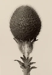 [Planta bulbosa espinhosa]