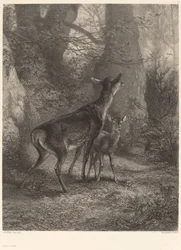 O Doe e a Fawn.
