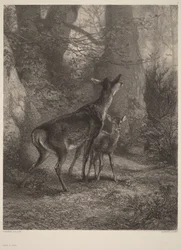 Corça e cria