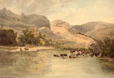 Búfalos e alces no Alto Missouri