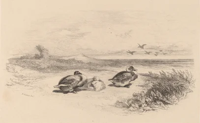 Patos Selvagens.