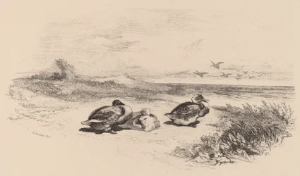 Patos Selvagens