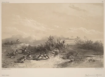 Patos selvagens