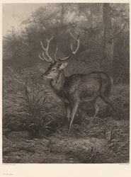 Cerf Dix-Cors.