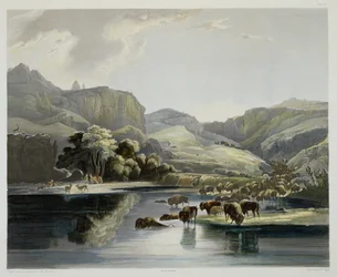 Rebanhos de Bison e Elk no Upper Missouri, placa 47 do Volume 2 de &39;Viagens no Interior da América do Norte&39;, gravada por Carl Vogel (1816-51) 1844 (aquatint)