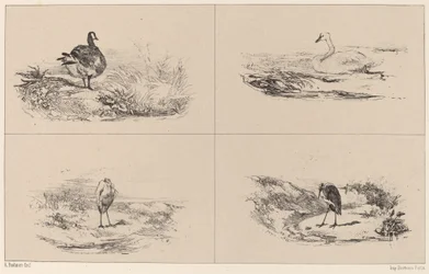 Gansos, cisnes, garças