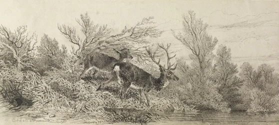 Veado no bosque