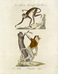 Macacos africanos (imprimir)