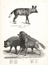 Cão selvagem africano, Lycaon pictus, em perigo de extinção, hiena manchada, Crocuta crocuta, e hiena listrada, Hyaena hyaena. Litografia de Karl Joseph Brodtmann de Heinrich Rudolf Schinz