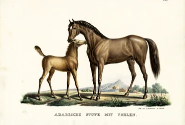 Cavalo árabe com aves, 1824