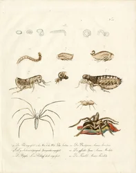 Aracnídeos e fases de desenvolvimento dos insectos (imprimir)